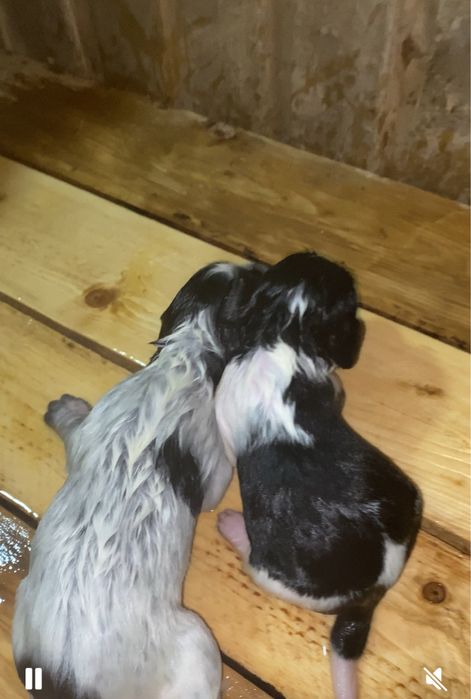 Продам щенков дешево