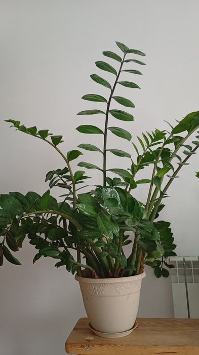 Замиокулькас (Доллар гүлі ) үлкен, бойы 1,2 -1,3м.