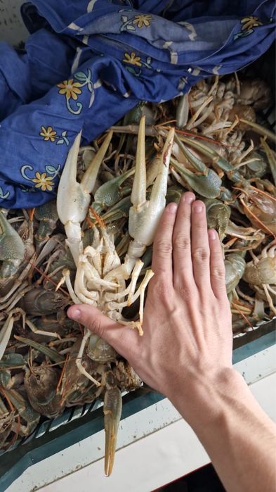 Крупные раки гиганты