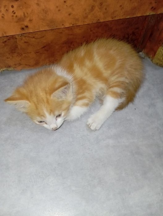 Продам котенка помесь мейкуна