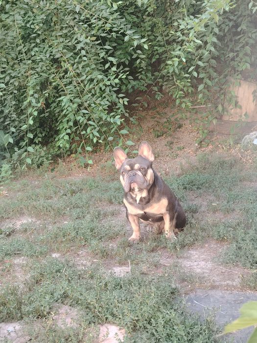 Вязка, Французкого Бульдога