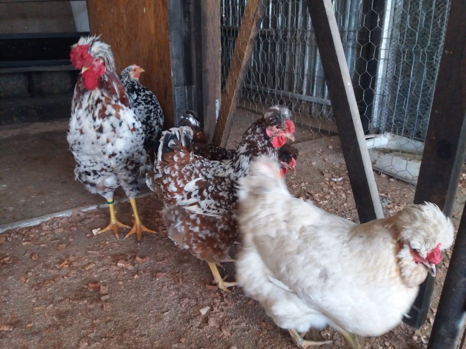 Oua pt incubat de la gaini de rasa