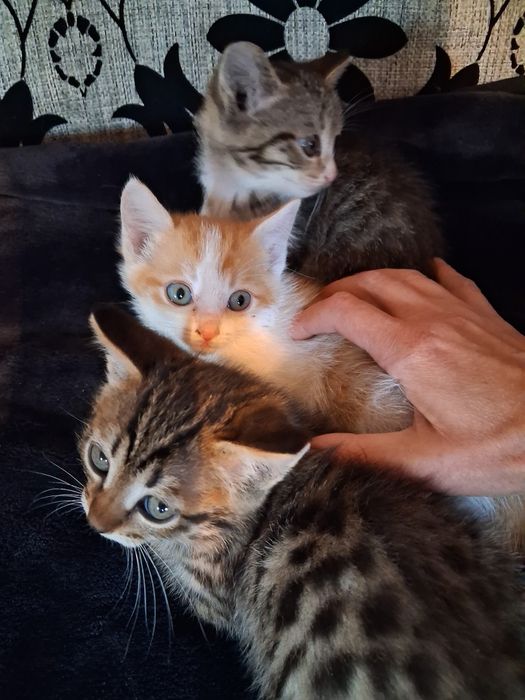 Отдам котят в хорошие руки