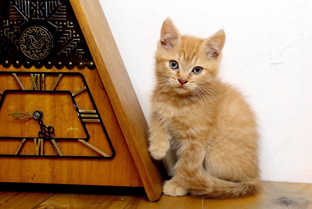 Котенок, золотой тигр, мальчик