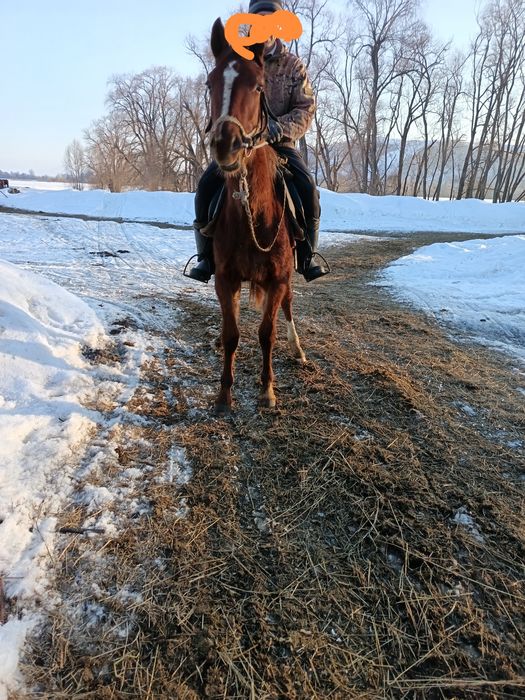 1.10месяцев жеребчик инаходец