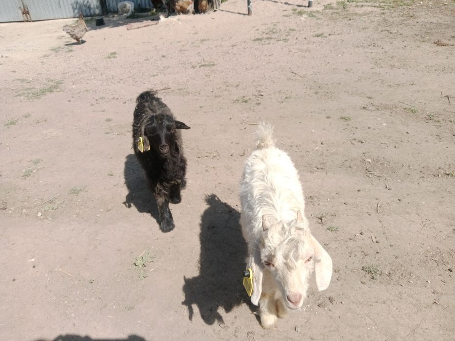 Продаются козлята