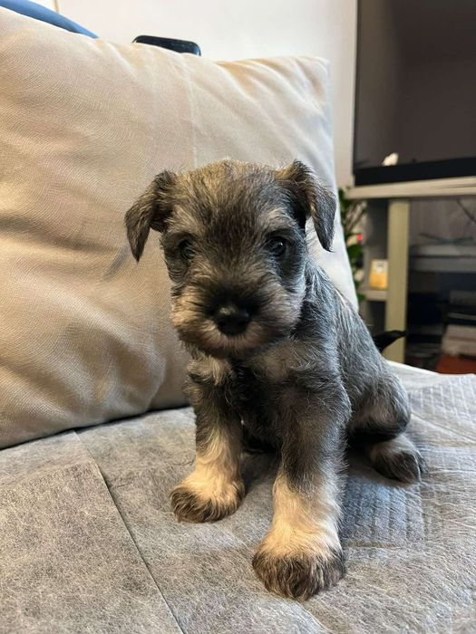 Мини шнауцер / цверг шнауцер