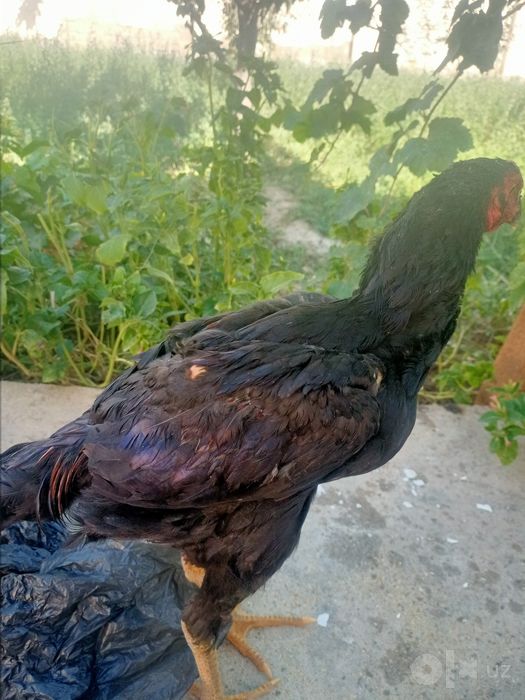 Dakan juja kulanggi zoti otasi besh yarim kelo bulgan kami bor