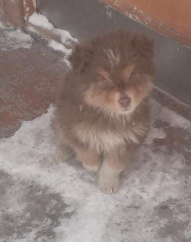 Щенки , бесплатно