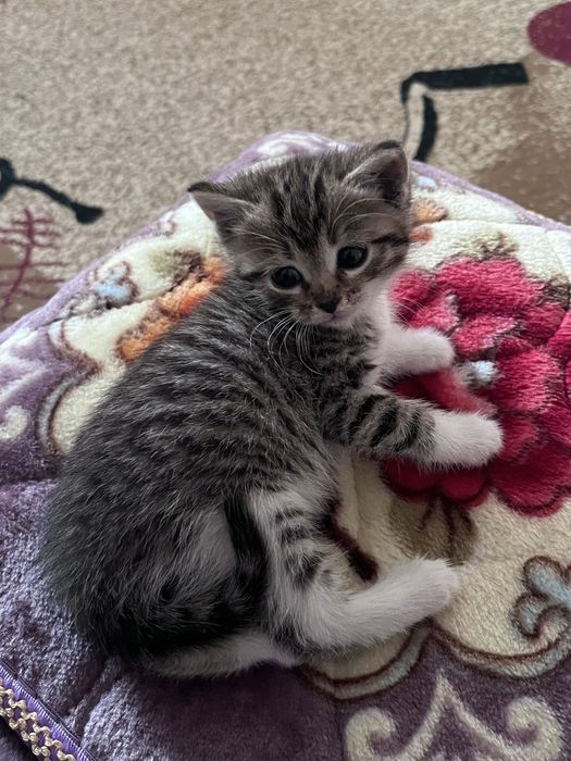 Отдам котенка девочку