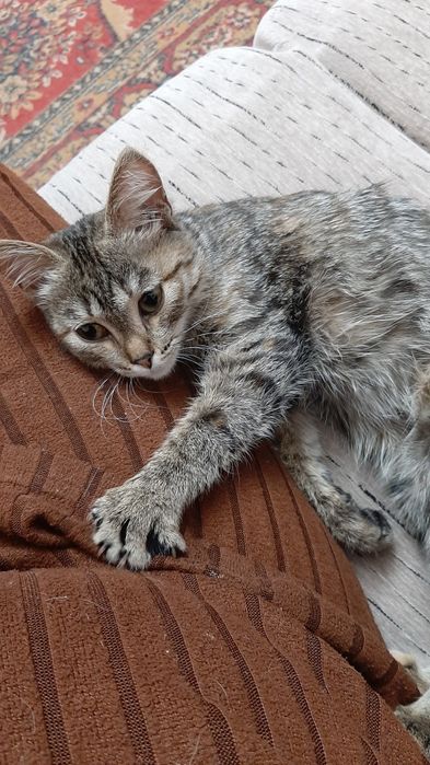 Отдам котенка девочку