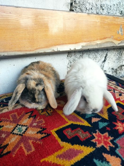 Карликовые Барашки