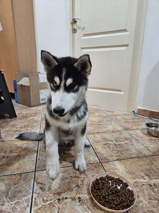 Husky Siberian – 8 săptămâni