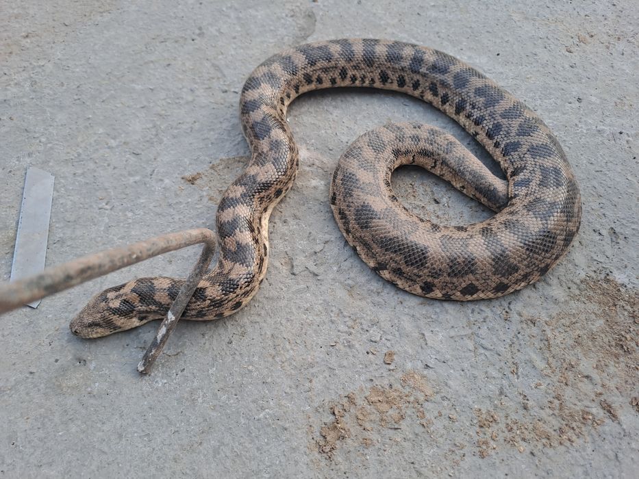 Колбар жылан бар