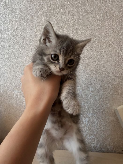 Отдам котёнка в добрые руки!