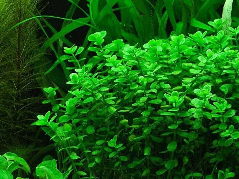 Аквариумное растение Бакопа Монье (Bacopa monnieri)