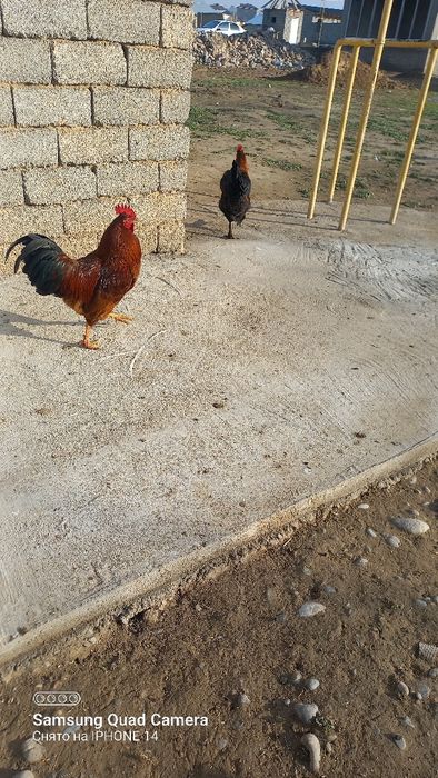 3-5 мың арасындағы жас қораздар