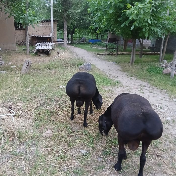 Qochqorlar sotiladi 12,500 dan manzl Krasnagorski