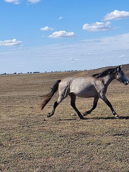 Продам коня самец