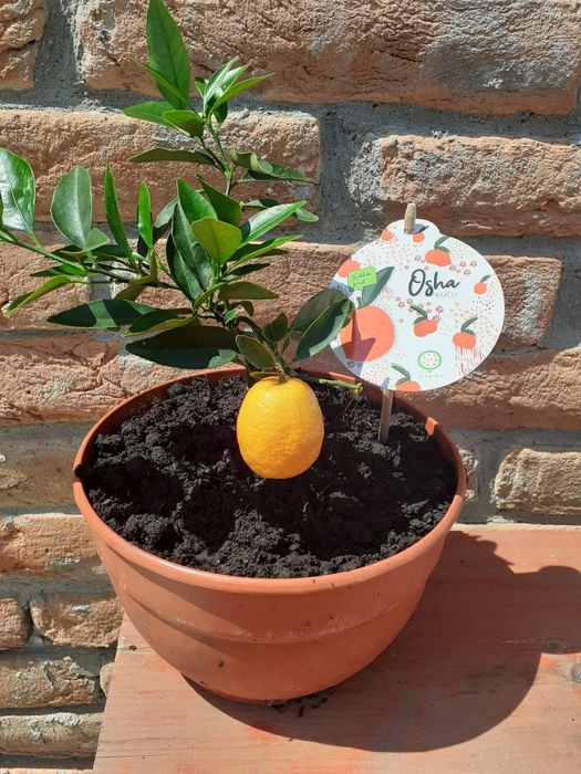 Vând Citrus Mandarin