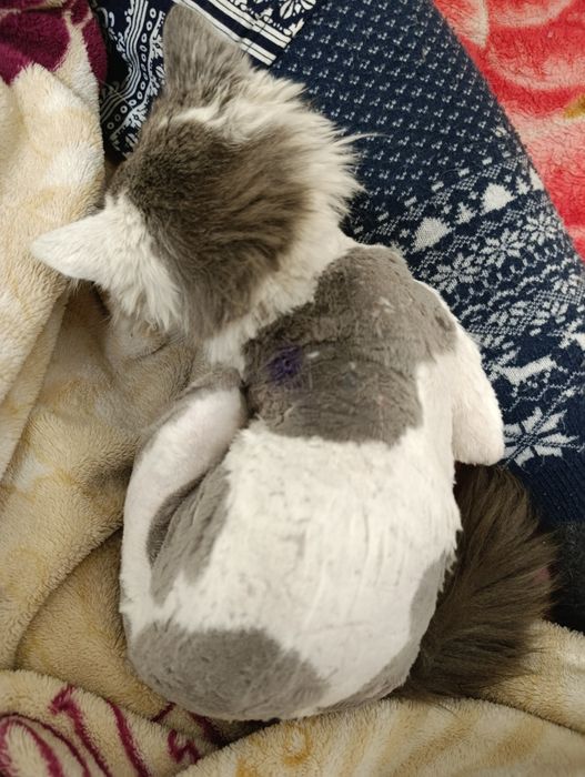 Ищем дом Мурзику