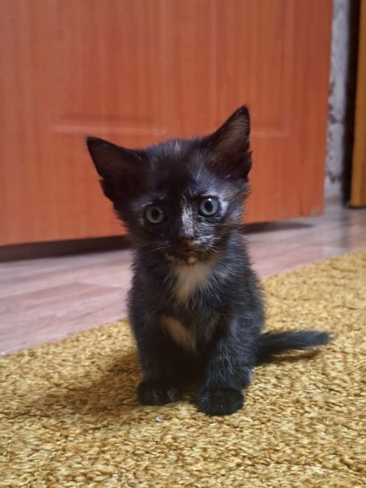 Отдам в добрые руки