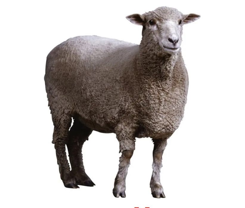 кой сатылады