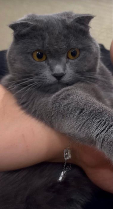 Котёнок Scottish Fold