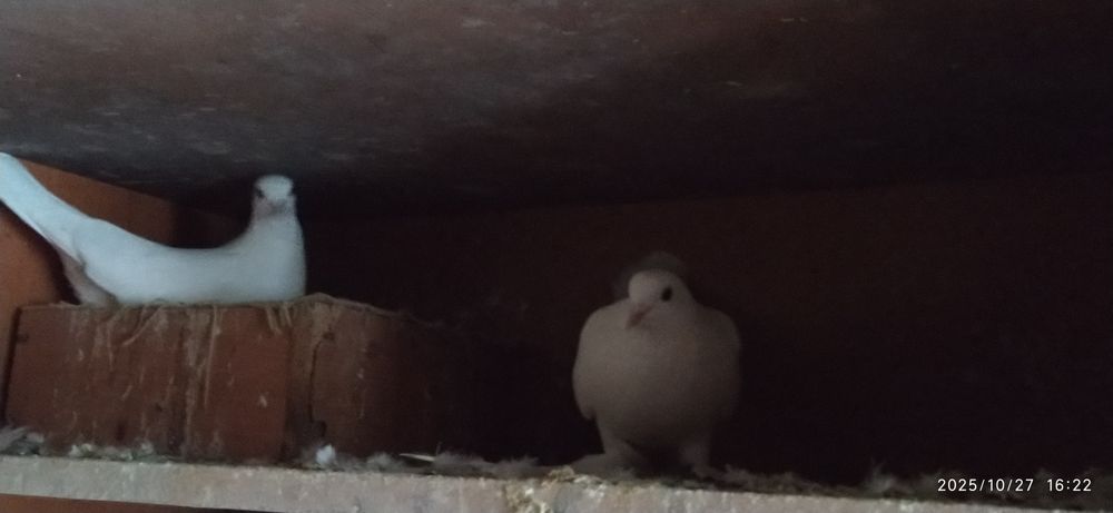 Продам Пара Белая Такла