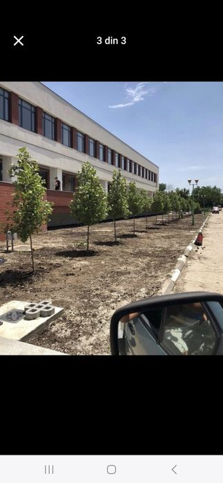 Vând brazi arginti și verzi mesteacăn alb