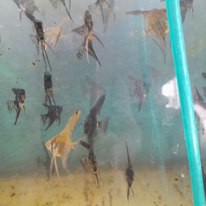 Аквариумная рыбка скалярия