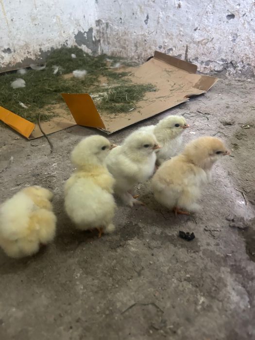 Продаются Цыплята Брама