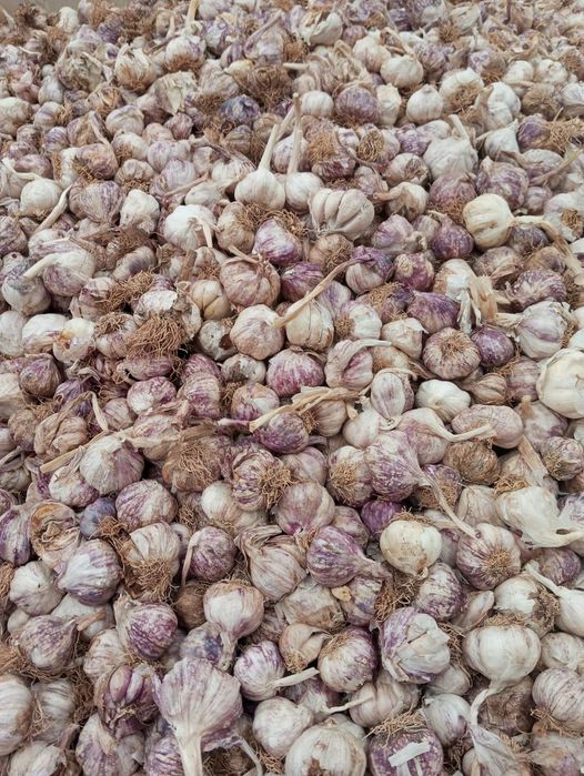 Vand usturoi de pus in pamant si de piata