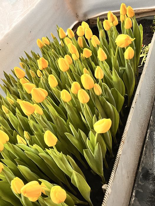 Цветы по хорошой стоимости