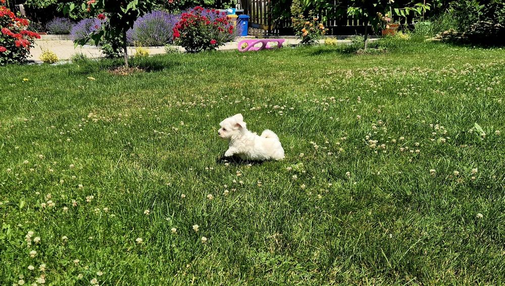 Bichon maltez mini