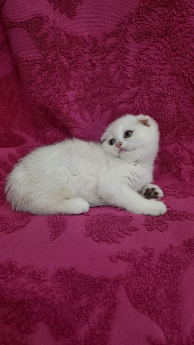 Продаётся чистокровная шотландская девочка скоттиш фолд