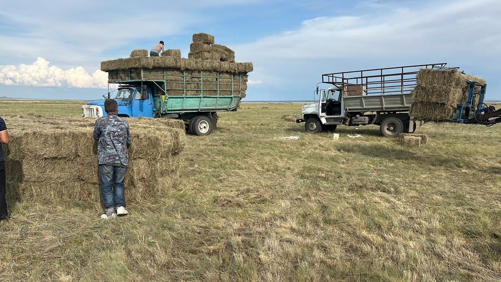 Сено 1000 тг оптам и розницу