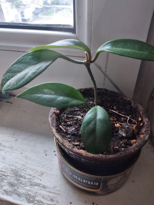 Хойя карноза.Отростки .Укорененные в горшочках