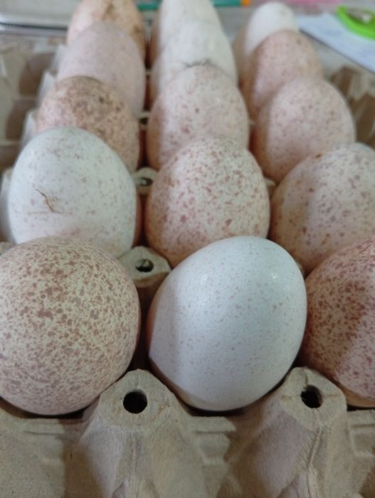 Домашни оплодени пуешки яйца за люпене.