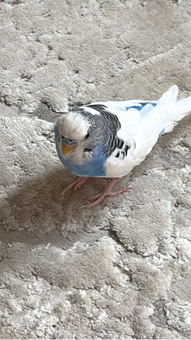 Попугай моадши старшый