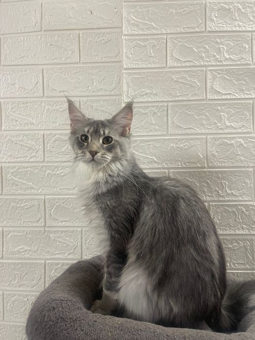 Maine Coon cu părinții campion