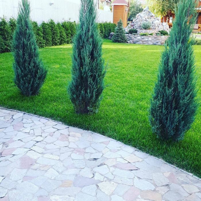 Газон под ключ сочный зеленый газон