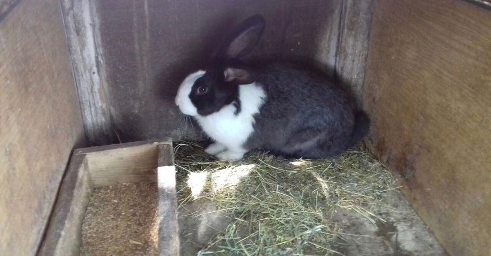 Продавам зайци..