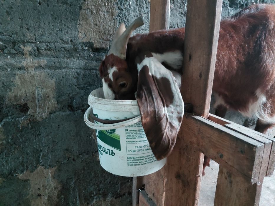 Продаётся дойная коза