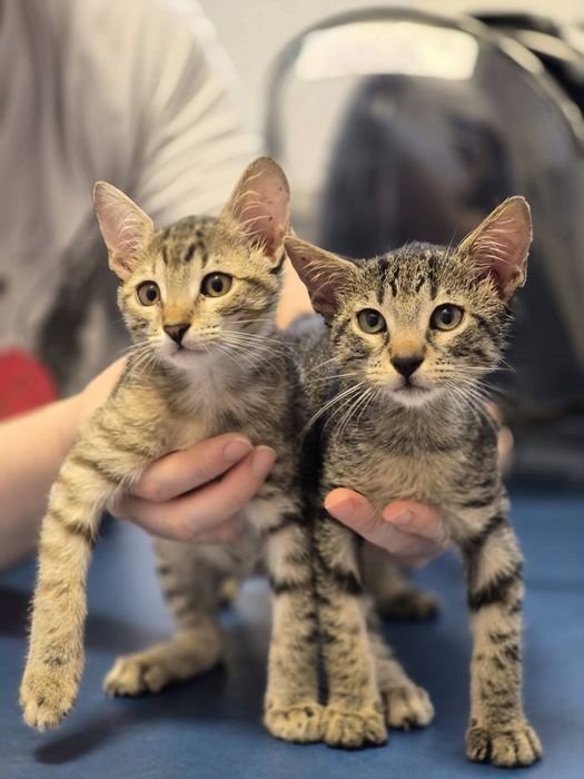 Pisici gratis pentru adoptie