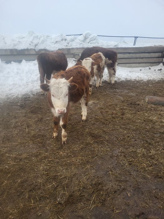 Бызаулар сатылады еркек