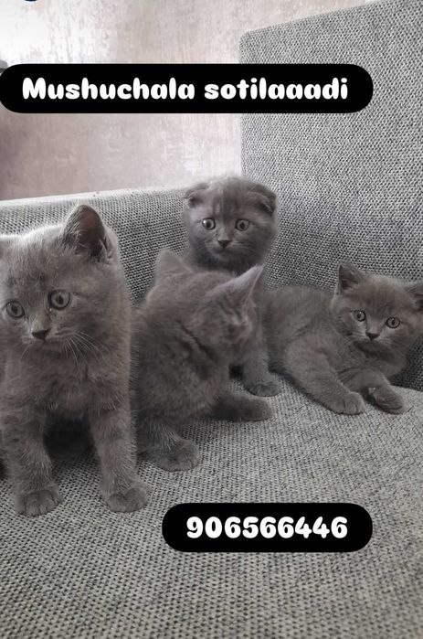 Шотландский скоттиш фолд котят продаётся