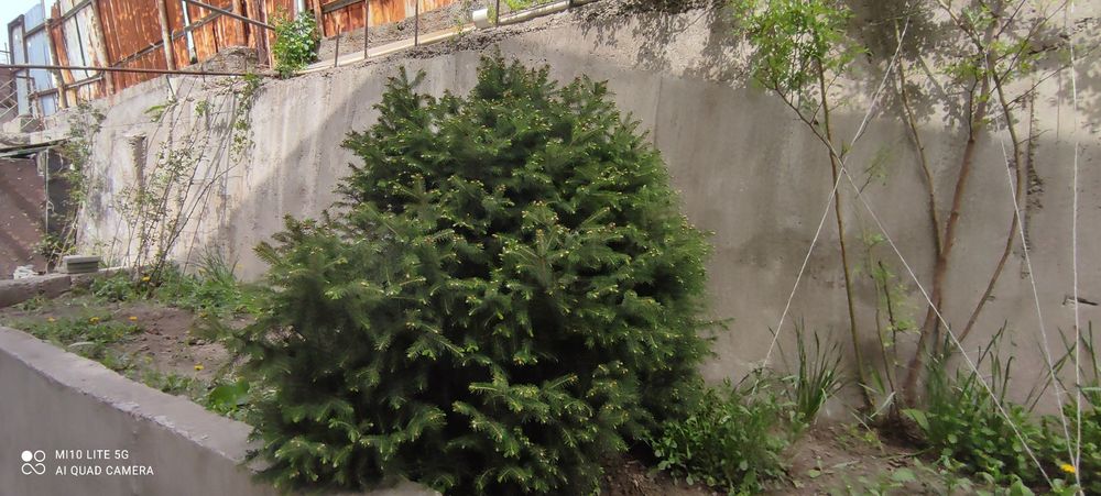 Пушистая тянь шяньская ель