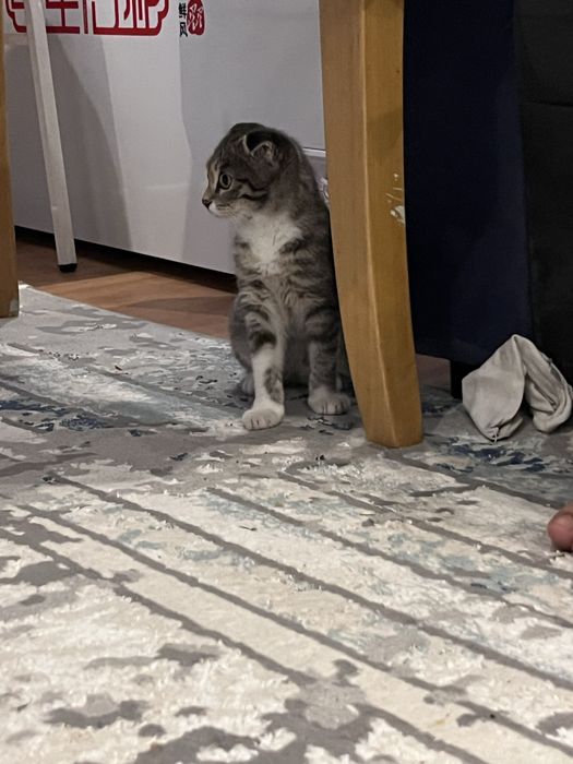 Кошки домошниий живодной