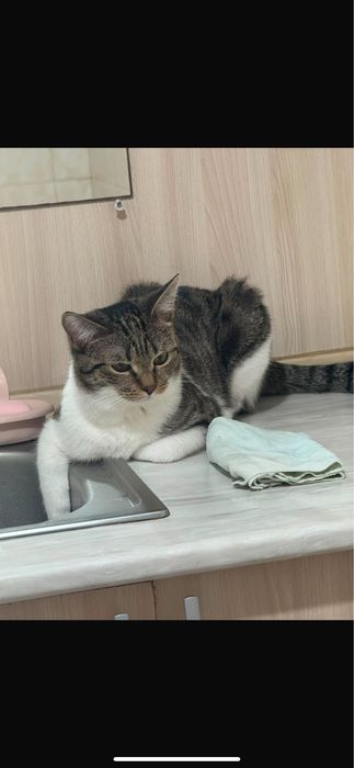 Котик,отдам очень ласкового